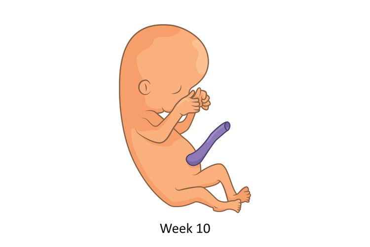10th week of pregnancy – the embryo becomes a fetus
