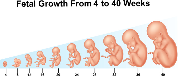 4th week of pregnancy fetal growth