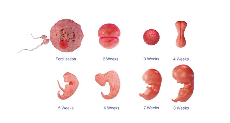 5th week of pregnancy – embryo development