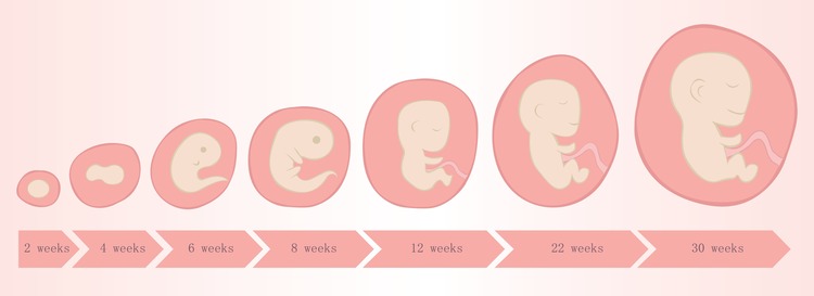 7th week of pregnancy embryo development