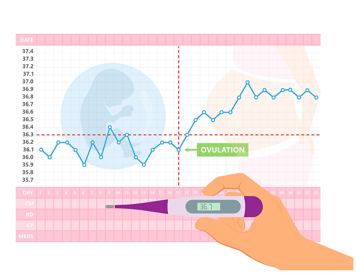 basal temperature before menstruation - ovulation