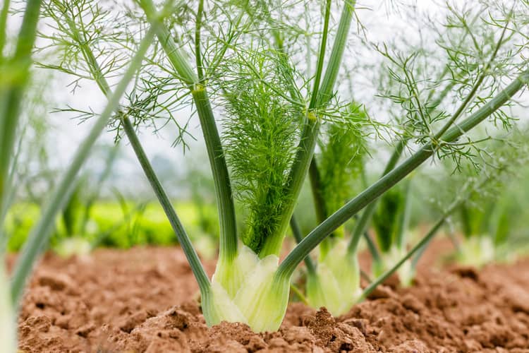 Fennel in pregnancy