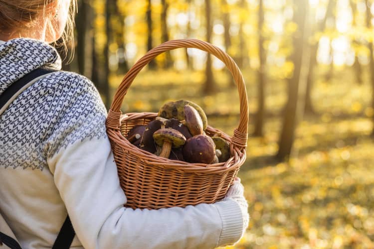 Why not eat mushrooms during pregnancy?