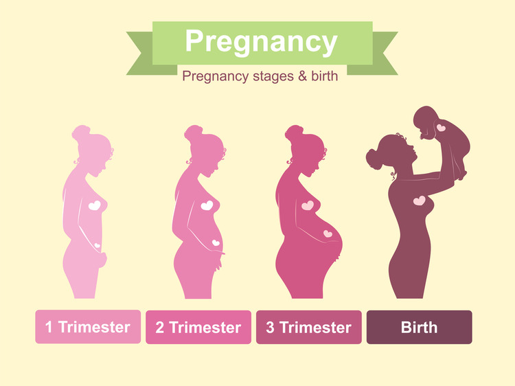 Pregnancy belly trimester