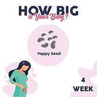 How big is my baby at 4 weeks