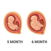 Stages of pregnancy - 5 weeks