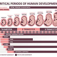 Stages of pregnancy - 7 weeks