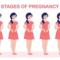 Stages of pregnancy - 8 weeks